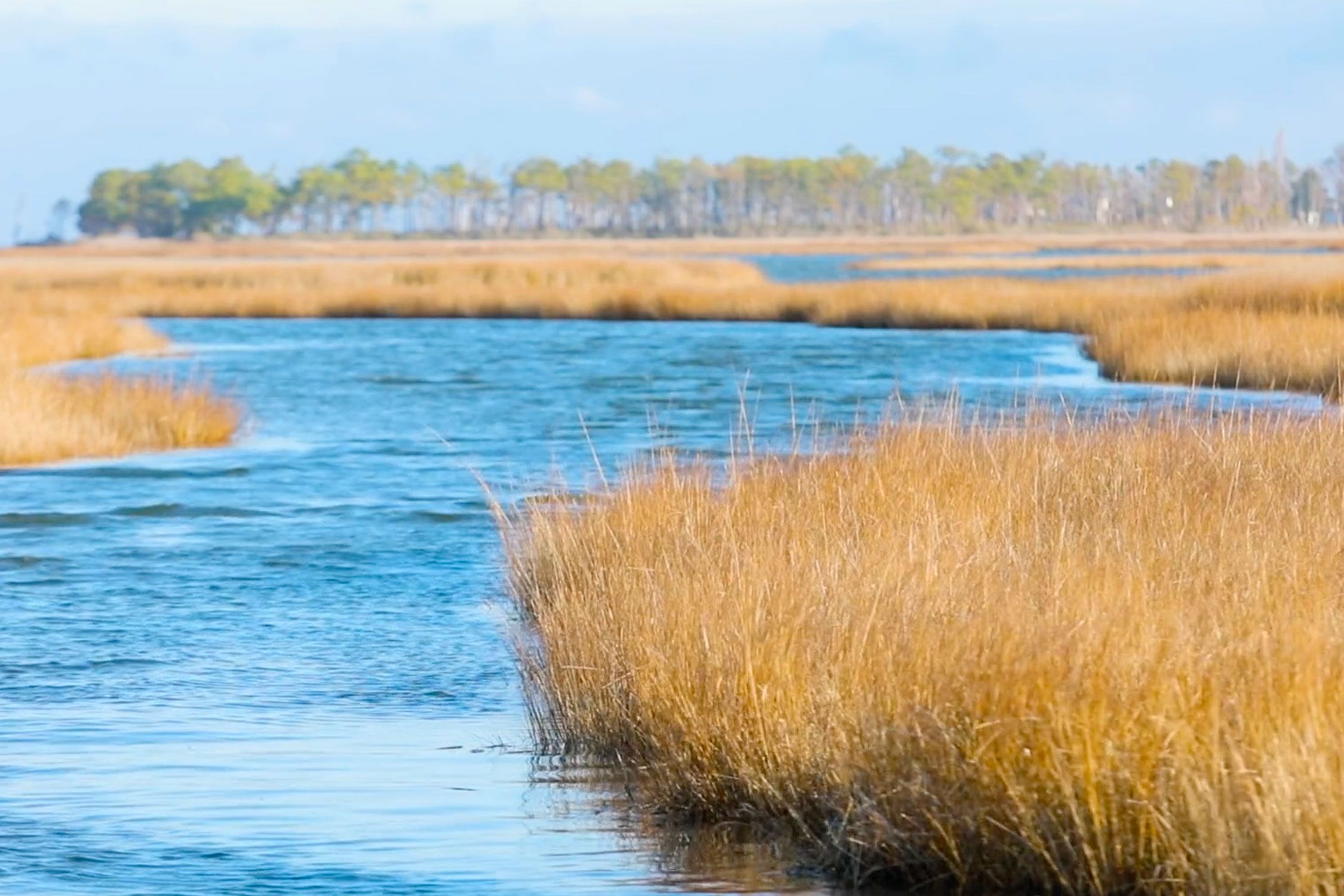 wetlands along chesapeake bay