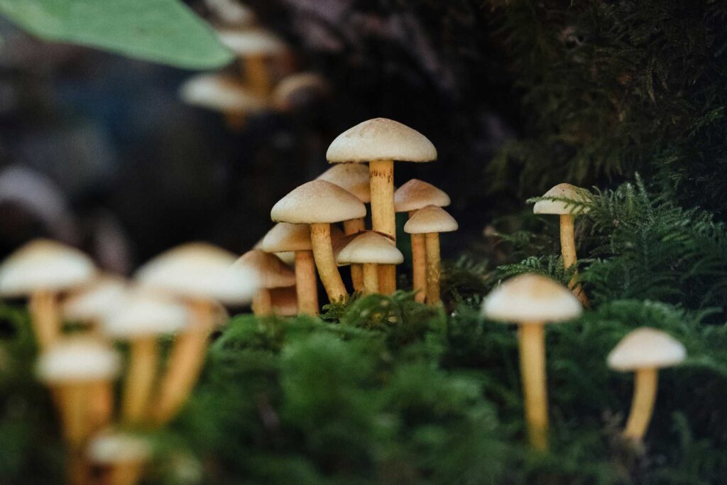 mushrooms growing in a green forest