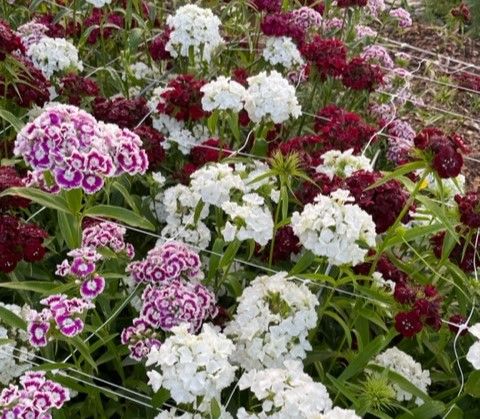 A variety of red, white, and pink dianthus flowers covered with a loose net 