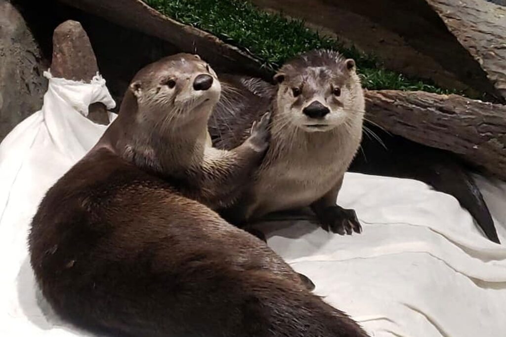 River Otters