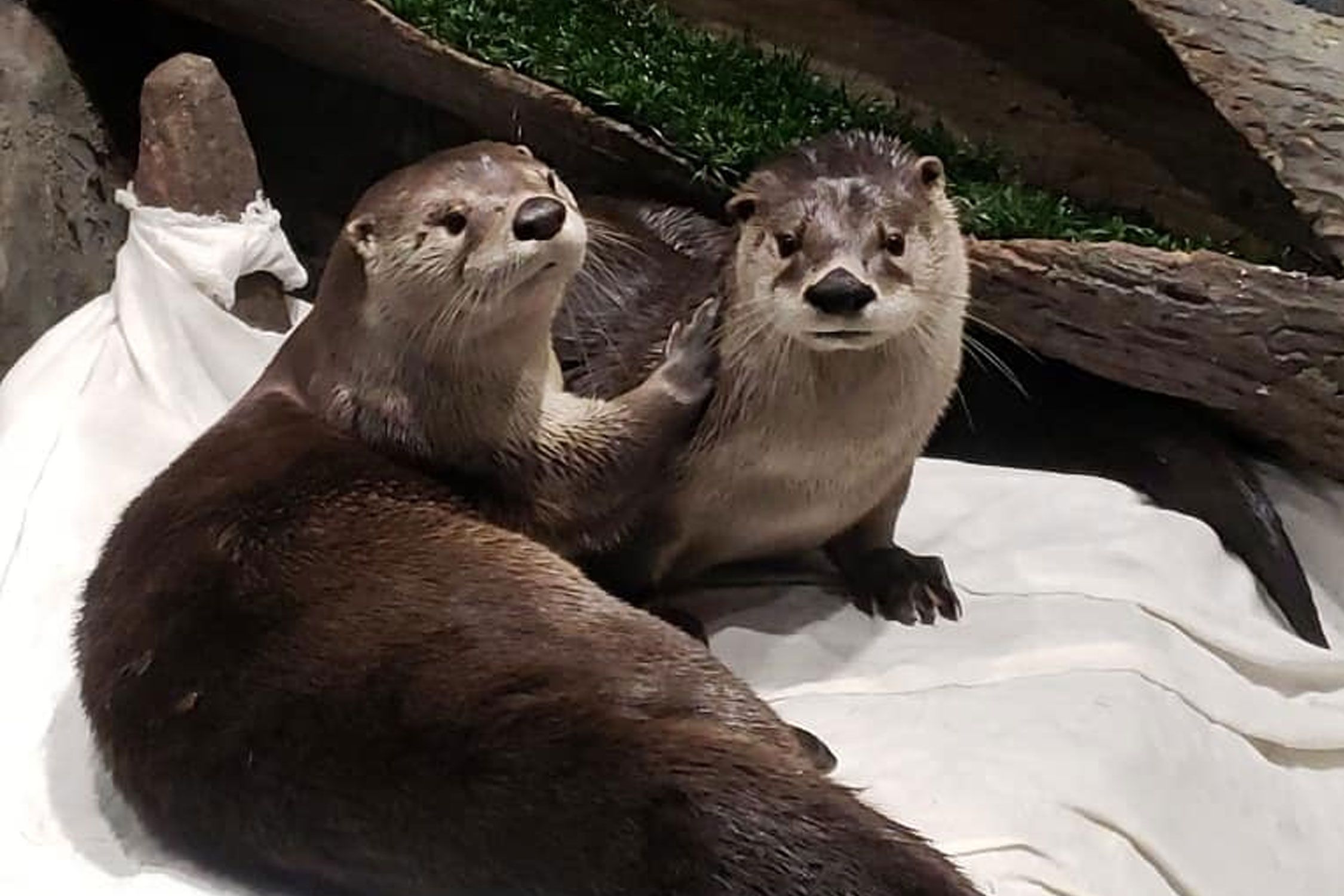 River Otters
