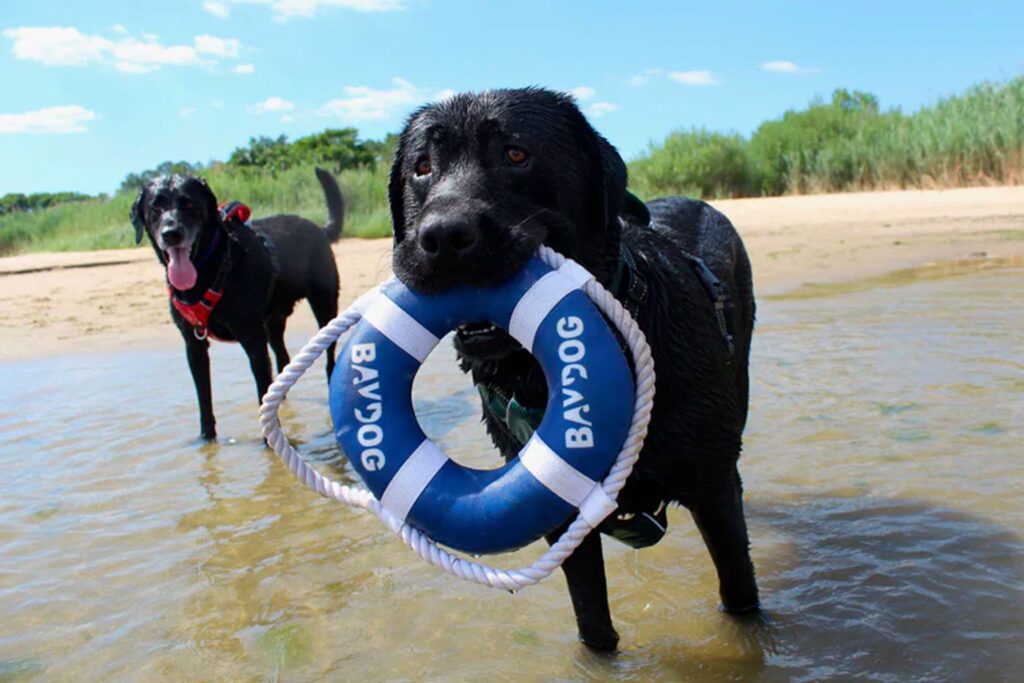 black labrador retriever holding a lifering that says baydog