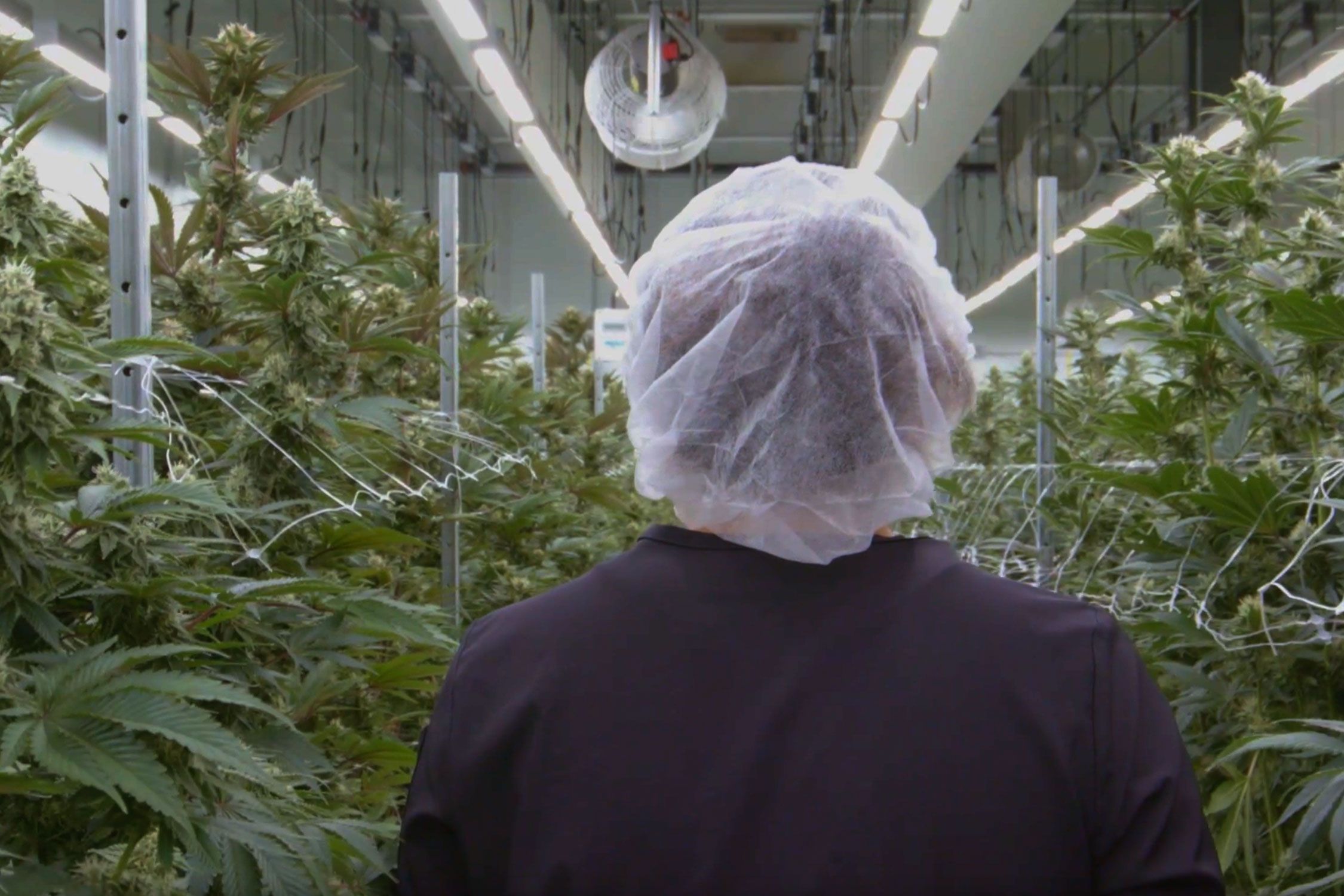 worker wearing a hairnet in a cannabis growing facility