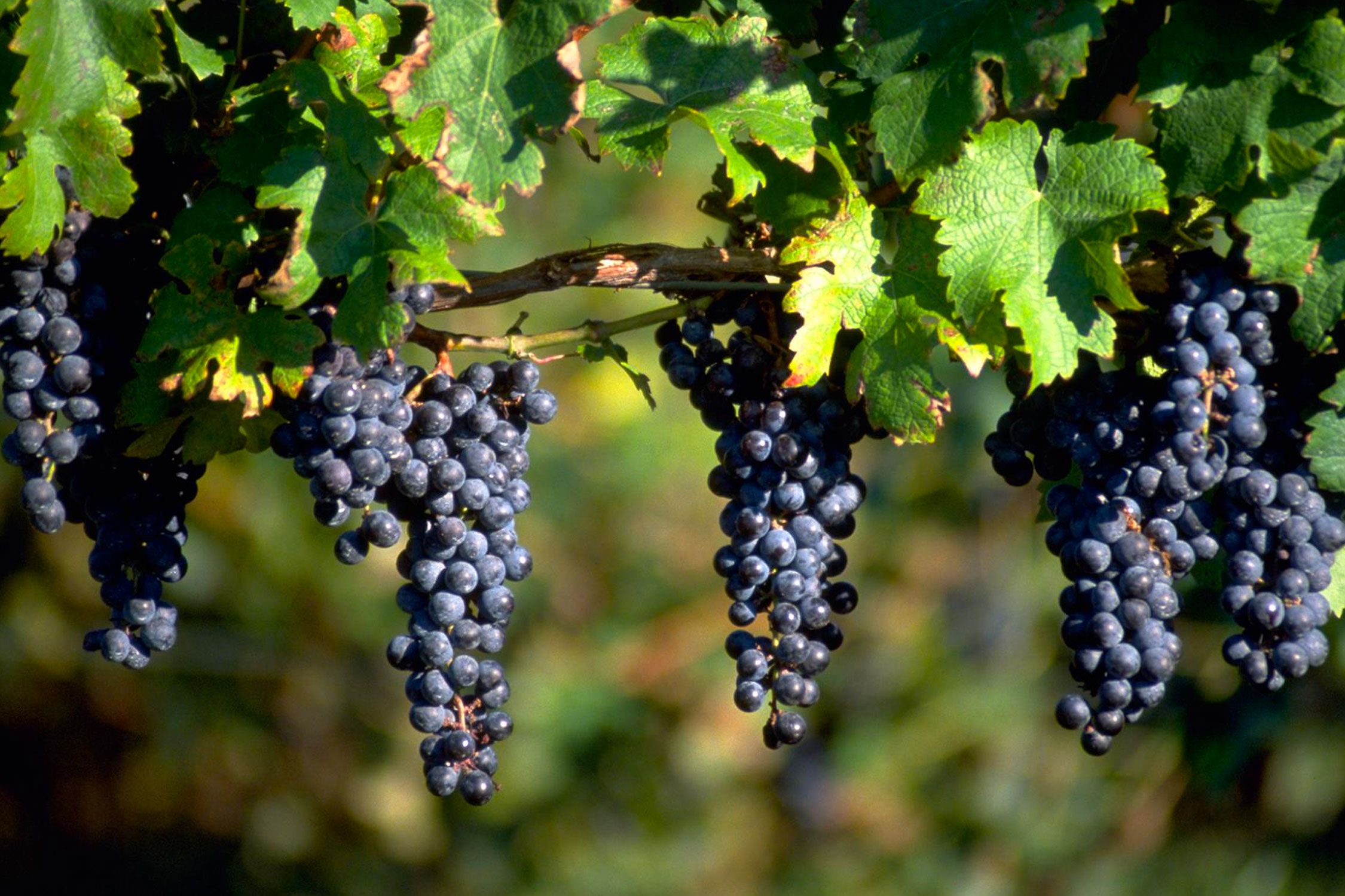 grapes hanging on a branch