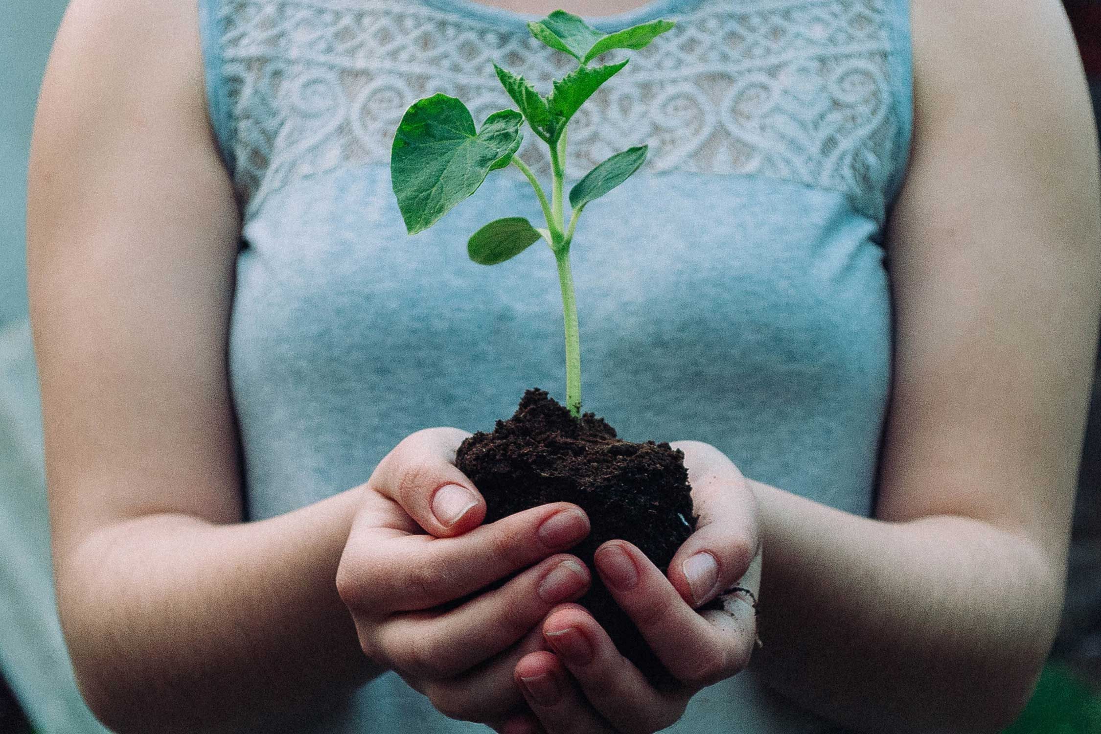 A plant growing out of the dirt