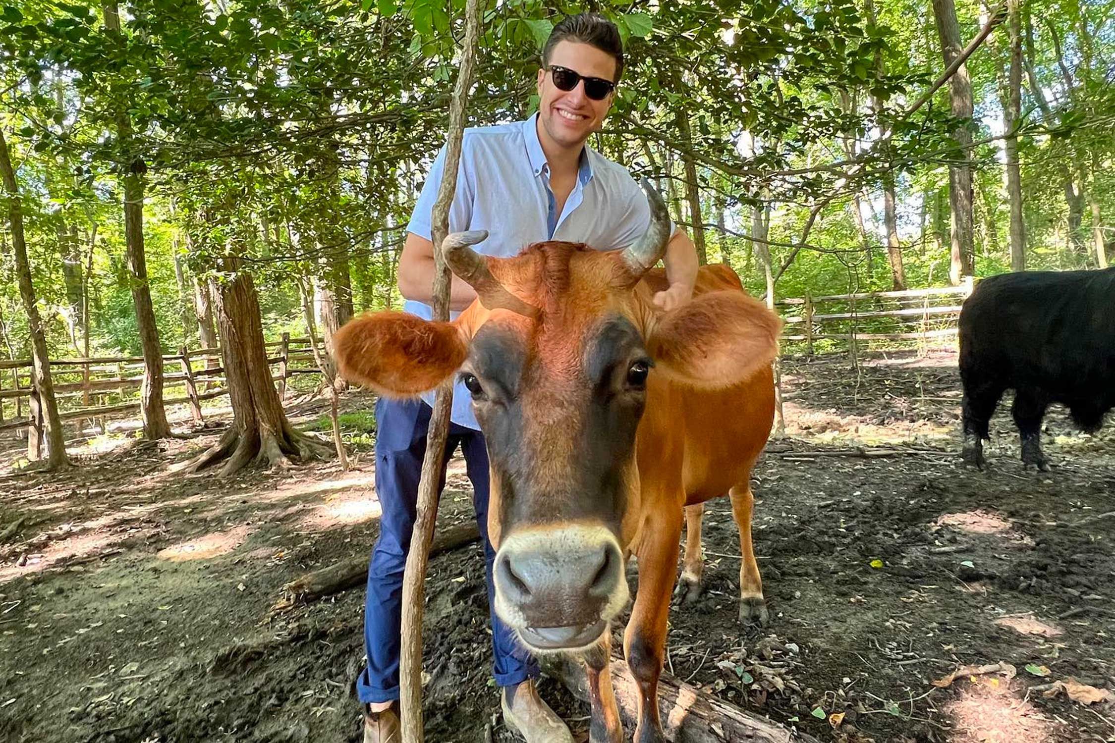 man with brown cow