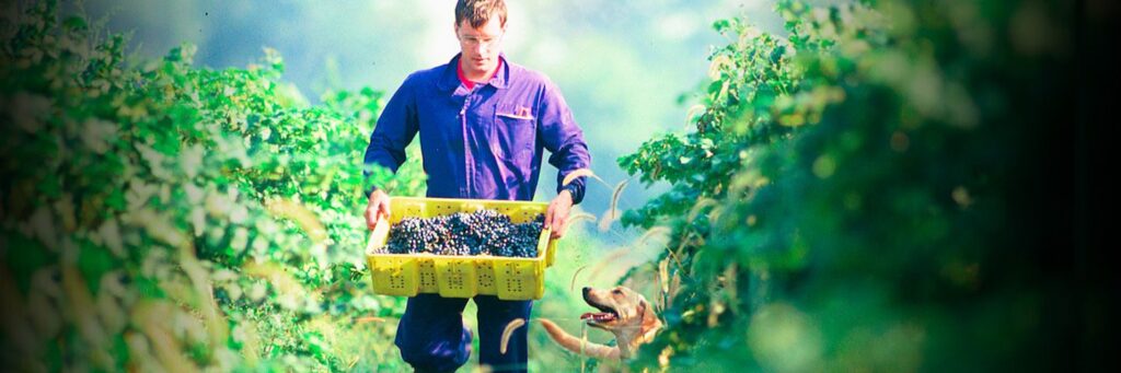 Man collecting grapes in vineyard