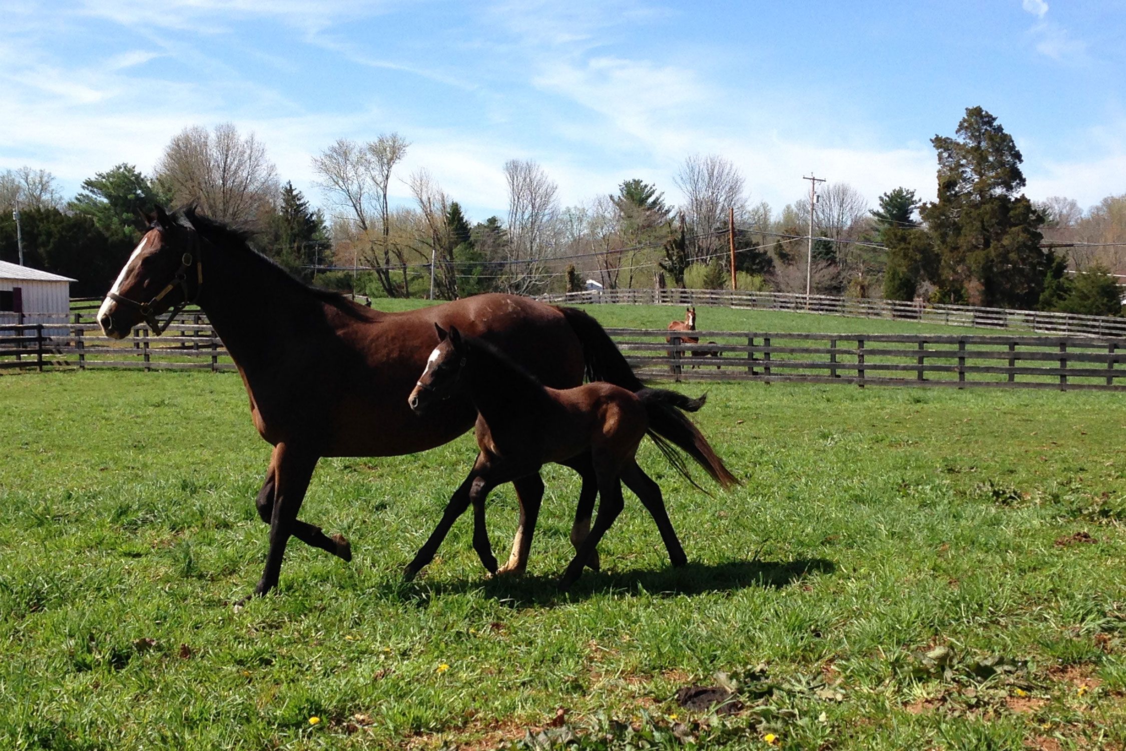 Two horses running on a farm