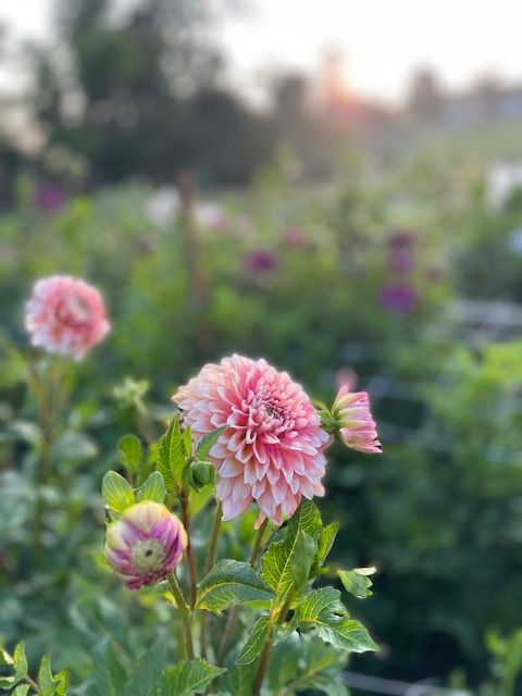 Four dahlias flowers in front of a flower field.