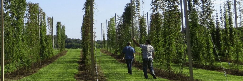Hops growing vertically