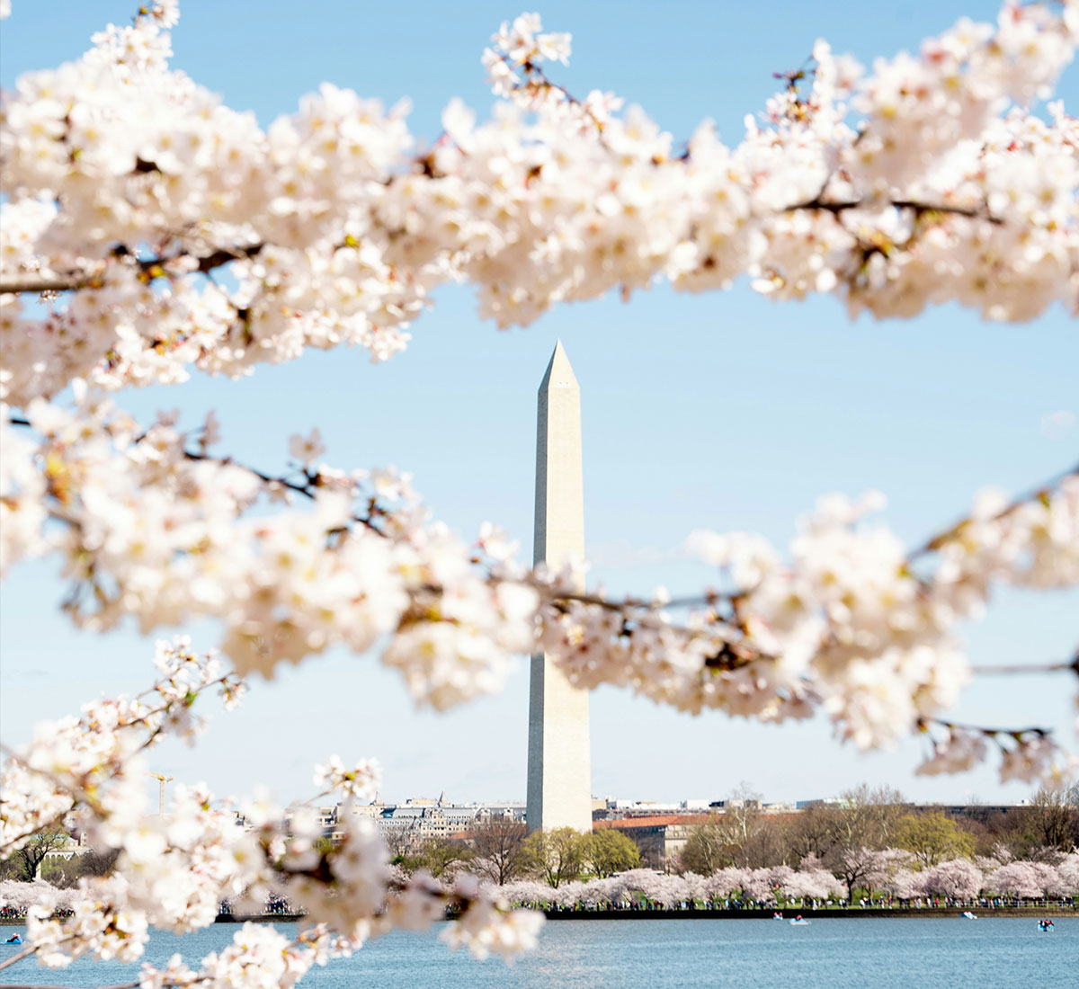 Cherry Blossom flowers showing near the Washington Monument in D.C.