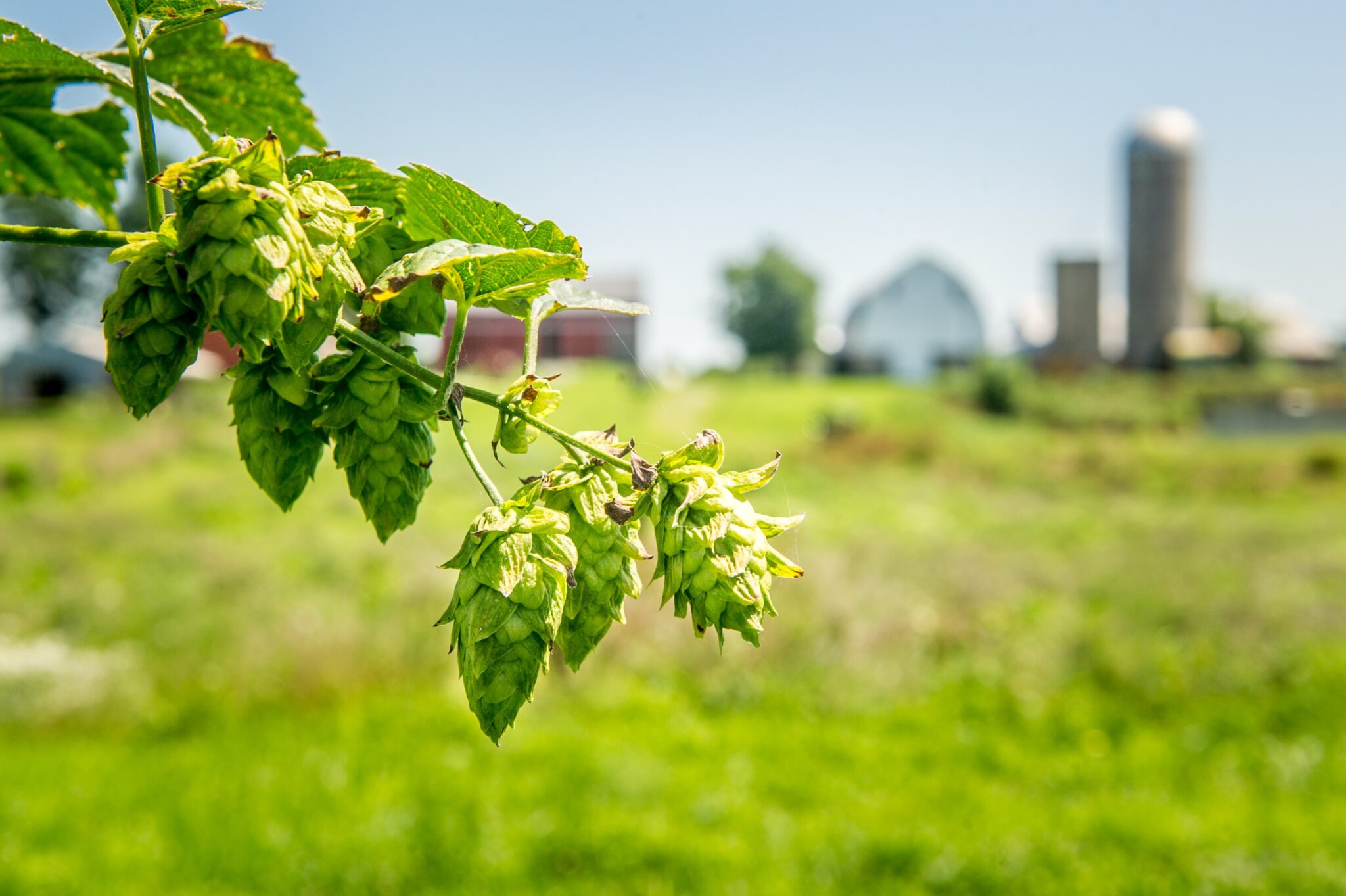 image of maryland grown hops on farm