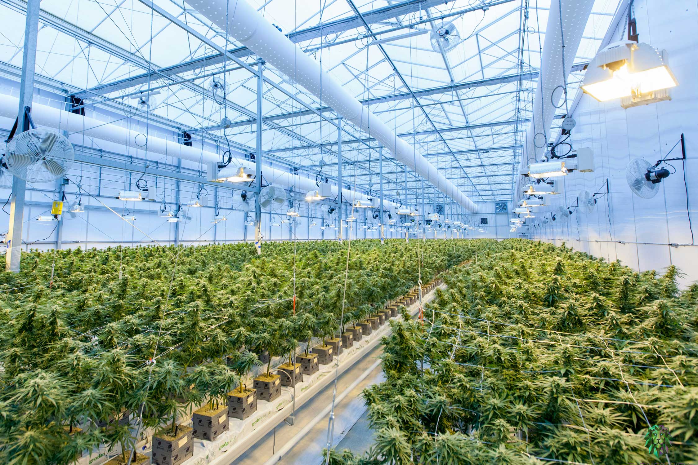 A view of cannabis growing inside a green house, Please Credit: Richard T | The CBD (http://www.thecbd.co)