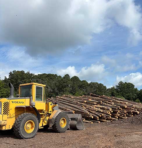a large amount of wood pilings stacked up in the lumber yard