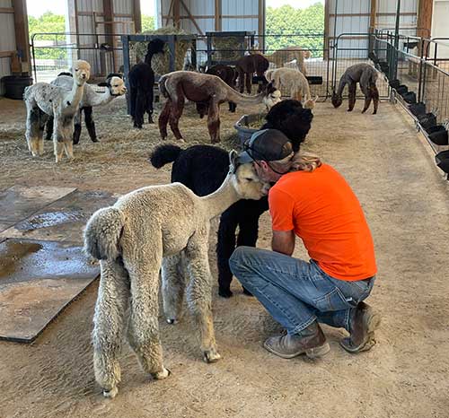 a man visits small alpacas on his farm