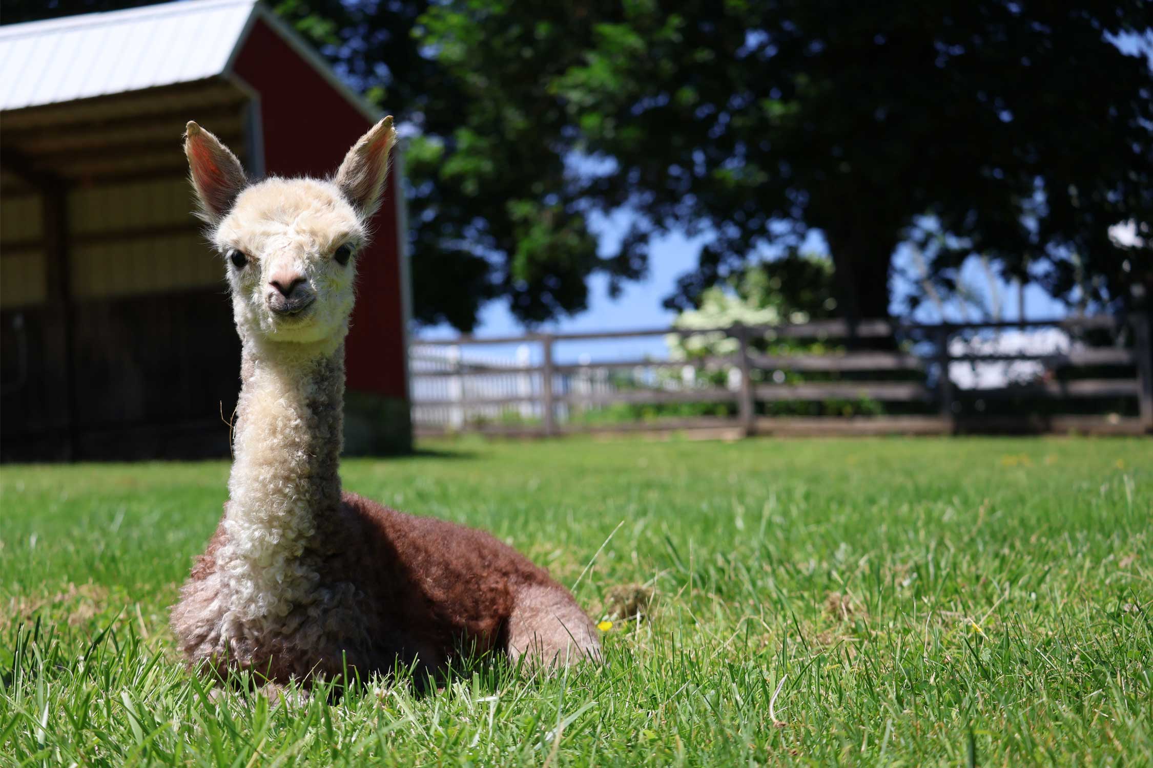 a fluffy brown and white alpaca laying in the grass
