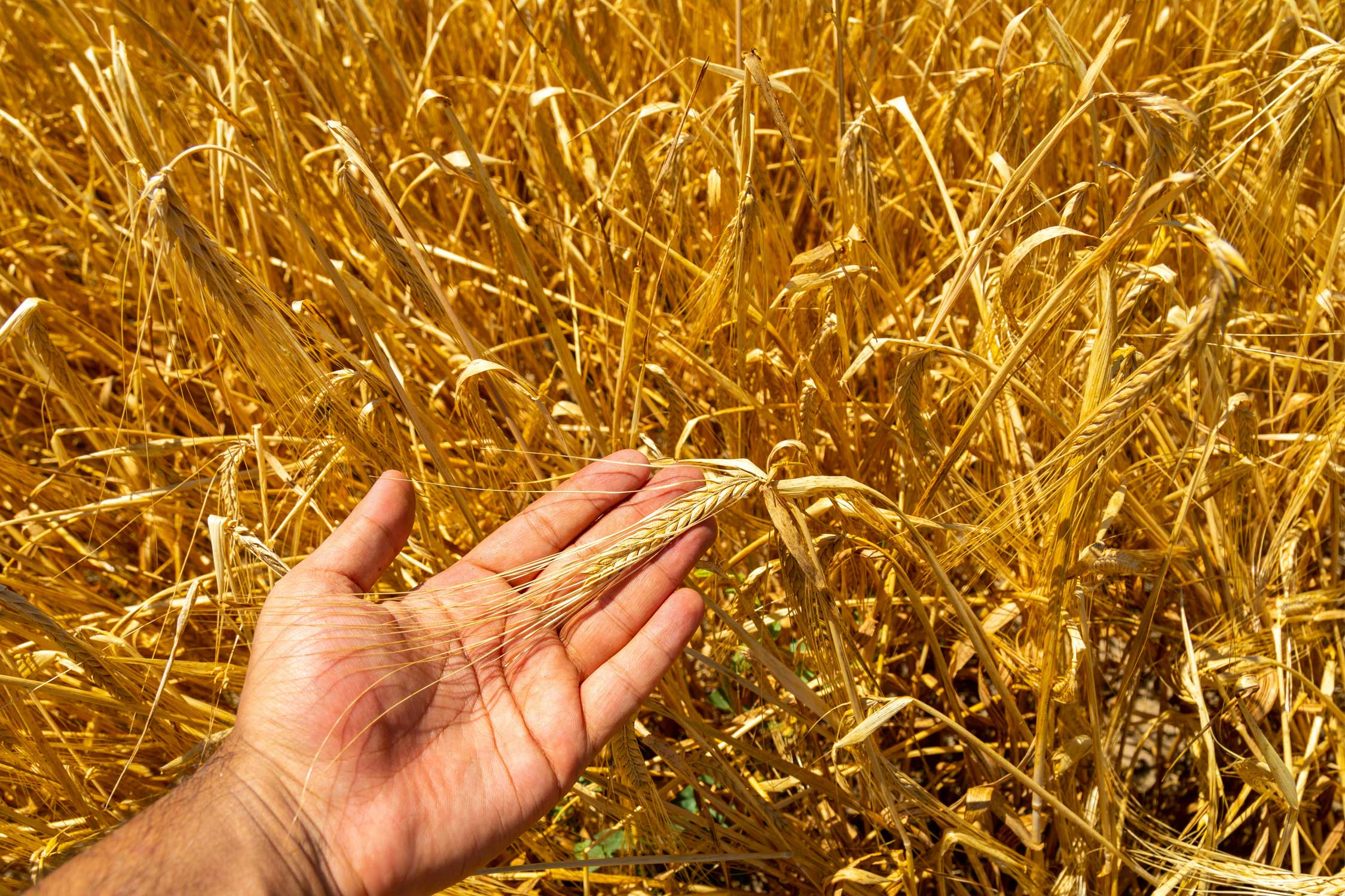 a man holds a strand of wheat in his hand